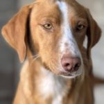 Podenco Kaleb, 05/2023, ca. 45 cm