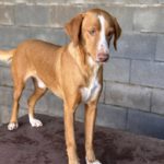 Podenco Kaleb, 05/2023, ca. 45 cm