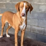 Podenco Kaleb, 05/2023, ca. 45 cm