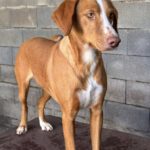Podenco Kaleb, 05/2023, ca. 45 cm