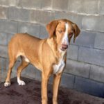 Podenco Kaleb, 05/2023, ca. 45 cm