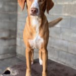 Podenco Kaleb, 05/2023, ca. 45 cm