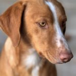 Podenco Kaleb, 05/2023, ca. 45 cm