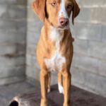 Podenco Kaleb, 05/2023, ca. 45 cm