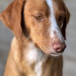 Podenco Kaleb, 05/2023, ca. 45 cm