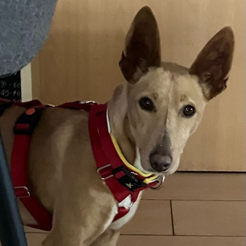 Podenco Katja, 05/2024, Endgröße ca. 45 cm, 48465 Isterberg