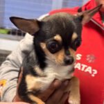 Chihuahua Kira, 05/2023, ca. 20 cm