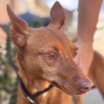 Podenco Lima, 11/2014, ca. 45 cm