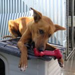 Podenco Mischling Love, 03/2024, ca. 55 cm