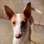 Podenco Lucia, 11/2023, ca. 45 cm