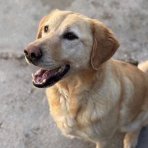 Labrador Lucky, 10/2020, ca. 55 cm
