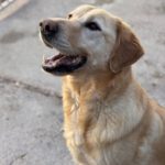 Labrador Lucky, 10/2020, ca. 55 cm