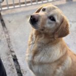Labrador Lucky, 10/2020, ca. 55 cm