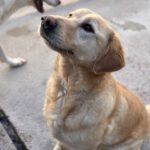 Labrador Lucky, 10/2020, ca. 55 cm