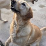 Labrador Lucky, 10/2020, ca. 55 cm