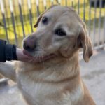 Labrador Lucky, 10/2020, ca. 55 cm