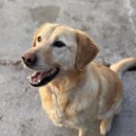 Labrador Lucky, 10/2020, ca. 55 cm