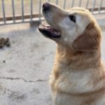 Labrador Lucky, 10/2020, ca. 55 cm