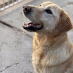 Labrador Lucky, 10/2020, ca. 55 cm