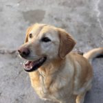 Labrador Lucky, 10/2020, ca. 55 cm