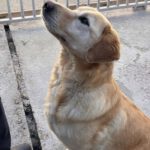 Labrador Lucky, 10/2020, ca. 55 cm