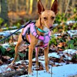 Podenco Marmalade, 04/2023, ca. 40 cm