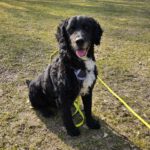 Wasserhund Mischling Mijita, 10/2015, ca. 50 cm, 22605 Hamburg