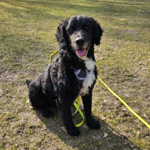 Wasserhund Mischling Mijita, 10/2015, ca. 50 cm, 22605 Hamburg