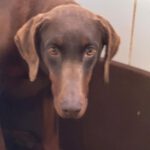 Dobermann Milka, 03/2023, ca. 60- 65 cm