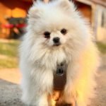 Pomeranian Mimosa, 03/2017, ca. 20 cm, 17111 Verchen