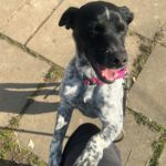 Mischling Nancy, 12/2023, ca. 36 cm, 53809 Ruppichteroth