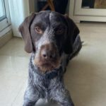 Deutsch Drahthaar Neo, 09/2021, ca. 60 cm