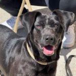 Labrador Mischling Olivia, 03/2017, ca. 50-55 cm