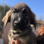 Mastin Mischling Oslo,12/2024, Endgröße ca. 65-70 cm