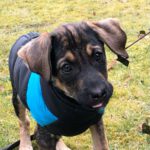 Mischling Paula, 11/2024, Endgröße ca. 36-45 cm, 20144 Hamburg