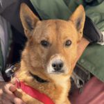 Podenco Mischling Pepinillo, 03/2022, ca. 50 cm