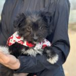 Mischling Pebbels, 12/2024, Endgröße ca. 45 cm