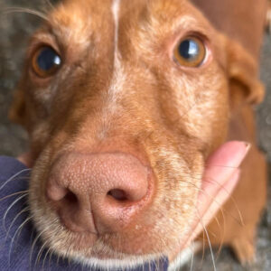 Podenco Maneto Bolt, 07/2021, ca. 35 cm