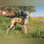 Galgo Potaje, 05/2023, ca. 67 cm