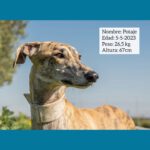 Galgo Potaje, 05/2023, ca. 67 cm