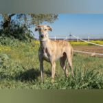 Galgo Potaje, 05/2023, ca. 67 cm