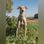 Galgo Potaje, 05/2023, ca. 67 cm