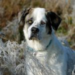 Mastin Mischling Quesadilla