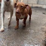 Podenco Reina, 02/2023, ca. 35 cm