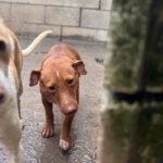 Podenco Reina, 02/2023, ca. 35 cm