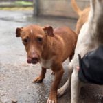 Podenco Reina, 02/2023, ca. 35 cm
