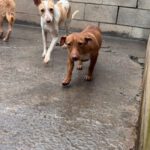 Podenco Reina, 02/2023, ca. 35 cm