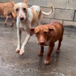 Podenco Reina, 02/2023, ca. 35 cm