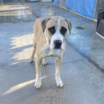 Boxer Mischling Romano,09/2018, ca. 60 cm
