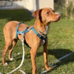 Podenco Sally, 06/2024, Endgröße ca. 40 cm, 61267 Neu-Anspach